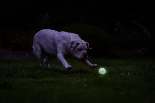 Chuckit! - Air Glow Fetch Ball M – világító kutyalabda