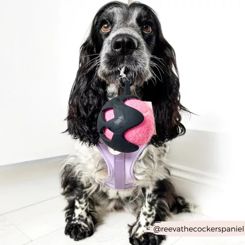 Cocopup London - Tennis Ball Holder new
