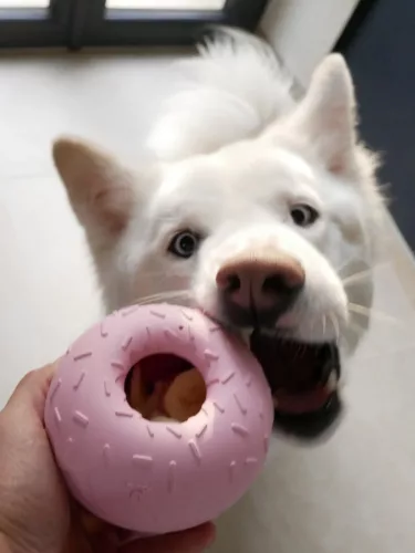 Inooko Yoomy Donut – Blue