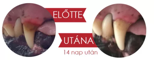100% természetes fogkő, fogínygyulladás és szájszag elleni por kutyáknak és macskáknak, Leiky