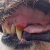 100% természetes fogkő, fogínygyulladás és szájszag elleni por kutyáknak és macskáknak, Leiky
