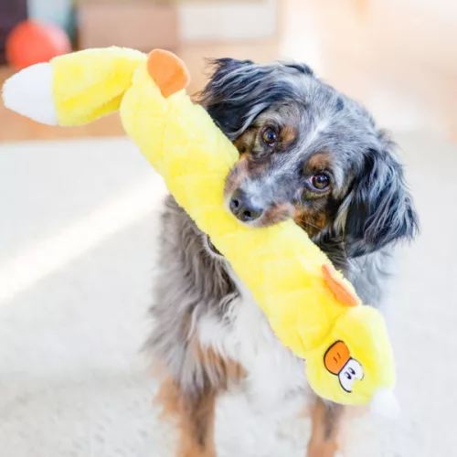 Jigglerz  - Duck
