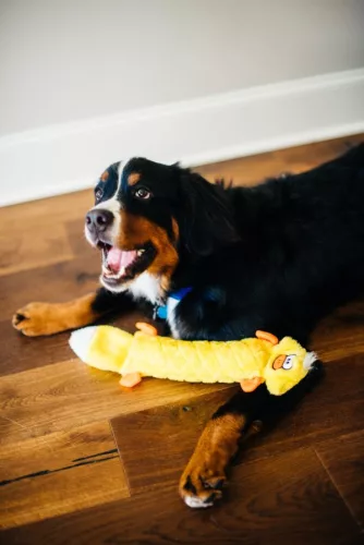 Jigglerz  - Duck