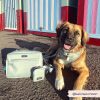 Cocopup London - Large Dog Walking Bag (Ice Bue)