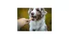 Marly & Dan - Energy Jerky for Dog