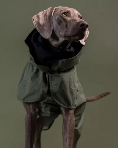 PAIKKA - Reflective Shell Jacket Green – fényvisszaverő, vízálló kutyakabát
