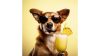SmoothieDog - Nyúlhús smoothie kutyáknak 250 ml - Summer Edition