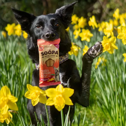 SOOPA – Mango & Raspberry Dental Sticks