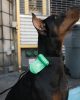 SPRINGER - Premium Dog Poop Waste Bag Dispenser 