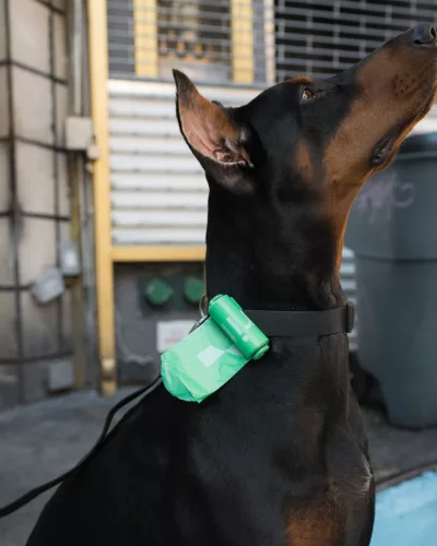 SPRINGER - Premium Dog Poop Waste Bag Dispenser 