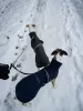 Steppelt téli kabát whippeteknek