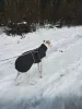 Steppelt téli kabát whippeteknek