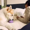 Woof Pupsicle XL interaktív kutyajáték